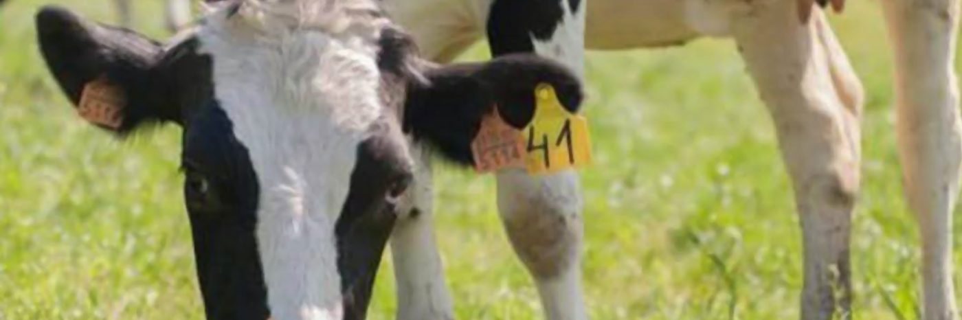 Recuperar la producción de leche de vaca A2, ¿una opción con futuro para el sector vacuno lechero?
